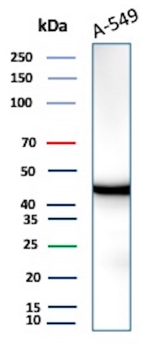 IDH1 Antibody in Western Blot (WB)