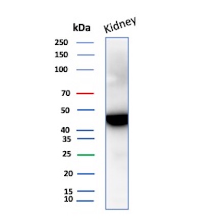 IDH1 Antibody in Western Blot (WB)