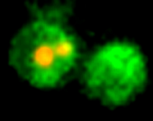 CF®488A Annexin V and PI Apoptosis Kit - Image 3