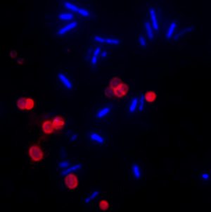 Wheat Germ Agglutinin (WGA) Conjugates - Image 3