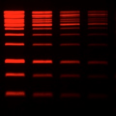 GelRed® Prestain Plus 6X DNA Loading Dye<svg class="svgicon svg-earthfriendly"><use xlink:href="#svg-earthfriendly"></use></svg> - Image 2