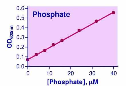 Malachite Green Phosphate Assay Kit