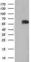 BTN1A1 Mouse Monoclonal Antibody (Biotin conjugated) [Clone ID: OTI7B5]