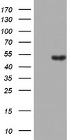 LKB1 (STK11) Mouse Monoclonal Antibody (HRP conjugated) [Clone ID: OTI10A3]