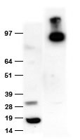 Anti-DDK (FLAG) chicken polyclonal antibody