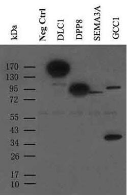 9E10, Anti-Myc Monoclonal Antibody