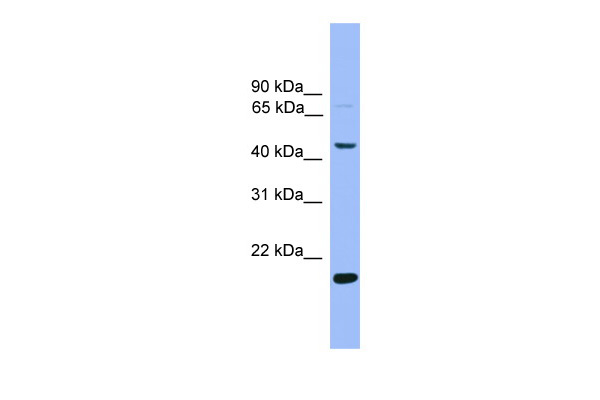 Klf4 Rabbit Polyclonal Antibody