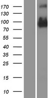 CD133 (PROM1) (NM_006017) Human Over-expression Lysate