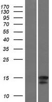 IL4 (NM_172348) Human Over-expression Lysate