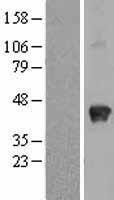 SPARC (NM_003118) Human Over-expression Lysate