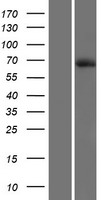 DTX4 (NM_015177) Human Over-expression Lysate