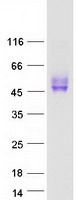 CD200 (NM_005944) Human Recombinant Protein