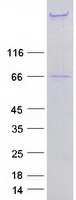 Nestin (NES) (NM_006617) Human Recombinant Protein