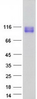 CD133 (PROM1) (NM_006017) Human Recombinant Protein