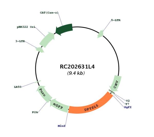 CRMP5 (DPYSL5) (NM_020134) Human Tagged Lenti ORF Clone