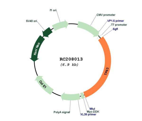 p63 (TP63) (NM_003722) Human Tagged ORF Clone