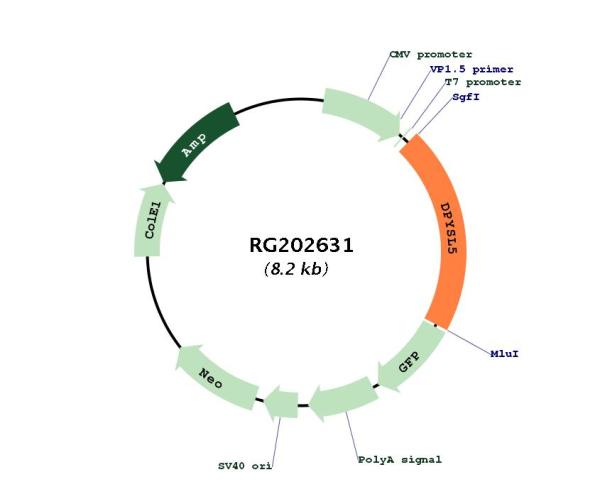 CRMP5 (DPYSL5) (NM_020134) Human Tagged ORF Clone