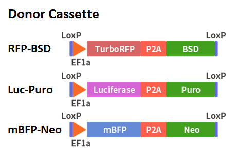 different donor dna img