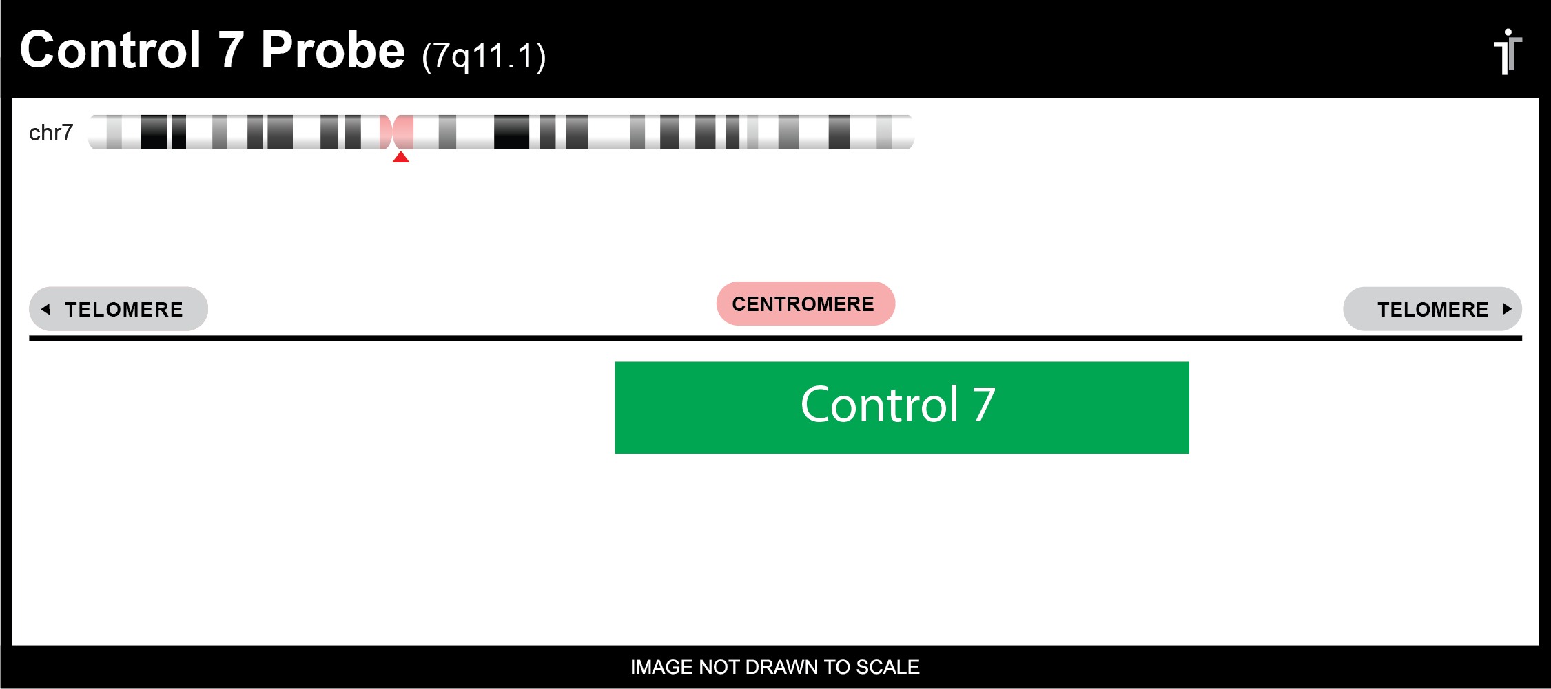 Chromosome