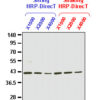 Anti-β-Actin pAb