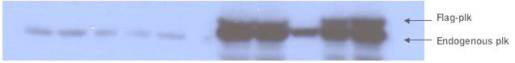 Anti-plk-1 Antibody - Western Blot