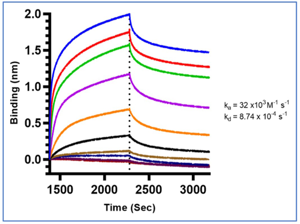 Binding mode and kinetic analysis of Mouse Anti-HbS