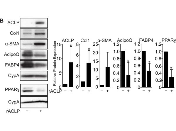 Western Blot of Anti-Collagen Type I