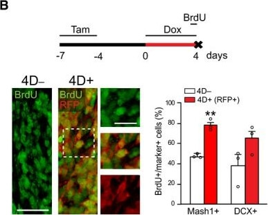 Immunohistochemistry of Anti-RFP