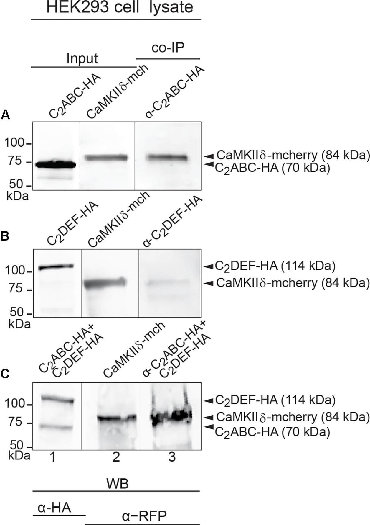 Western Blot of Mouse anti-RFP