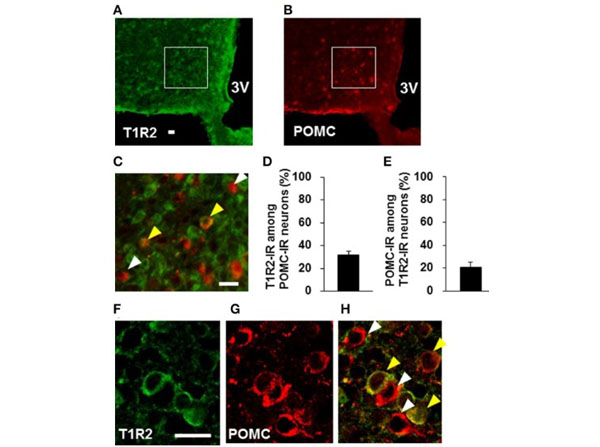 Immunofluorescence using Goat Serum