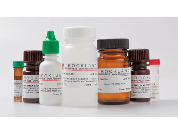 Rockland Anti RFP antibody Kit for chemiluminescent Western Blot