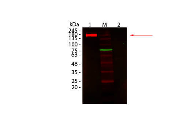 Western blot using MB-070