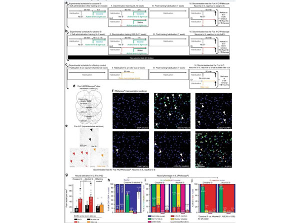 Immunohistochemistry using XGAL