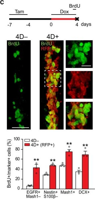 Immunohistochemistry of Anti-RFP