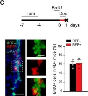 Immunohistochemistry of Anti-RFP