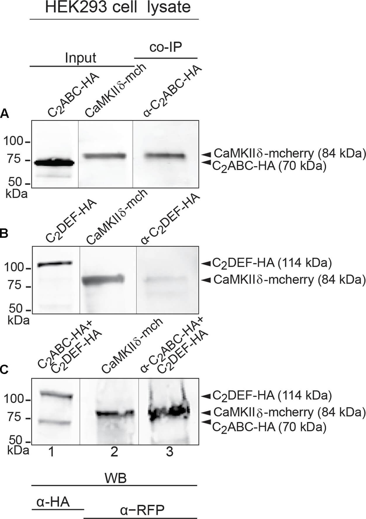 Western Blot of Anti-RFP