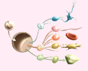 Propriétés et potentiel des cellules souches