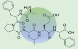 Hormone adrénocorticotrope