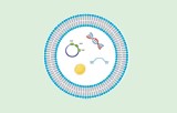 Purification des exosomes