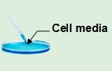 Exosomes de milieux cellulaires