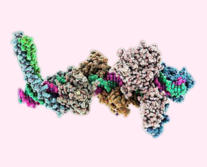 Facteurs de transcription des cellules souches