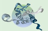 Hormone de croissance