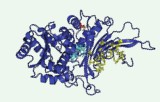 Test d’activité de la glucose-6-phosphate déshydrogénase