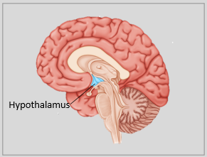 Hypothalamus