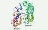 Test d'activité de l'isocitrate déshydrogénase