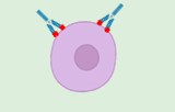 Contrôles d'isotypes en cytométrie en flux