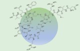 Hormone de mélano-concentration