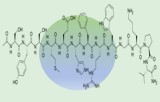 Hormone mélanostimulante