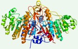 Test d'activité de la phosphatase