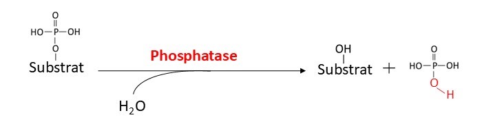 Réaction des phosphatases